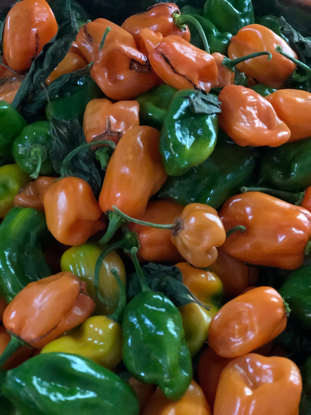 "FIREY FIG FUSION" GOURMET HOT SAUCE  Hickory Smoked Sweet Figs & Garlic